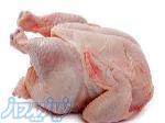 فروش مرغ منجمد و گوشت منجمد برزیلی و ترکیه و مرغ گرم تناژ زیر قیمت بازار در تناژ بالا