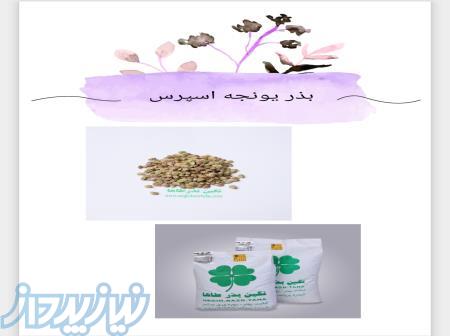 فروش بذر اسپرس(خشه یونجه)