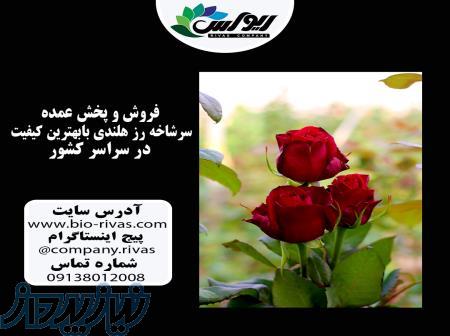 فروش عمده و تک گل رز هلندی در سراسر کشور