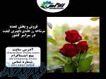 فروش عمده و تک گل رز هلندی در سراسر کشور