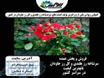 فروش عمده و تک گل رز خوشه ای در سراسر کشور 