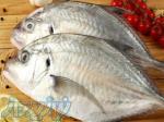 فروش ماهی  ومیگو 