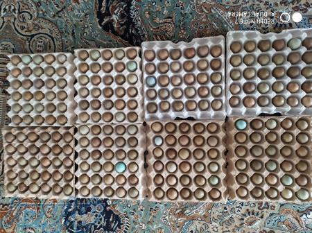 تخم نطفه دار قرقاول 