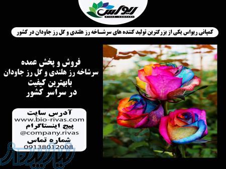 فروش ویژه گل رز هلندی با بهترین قیمت 