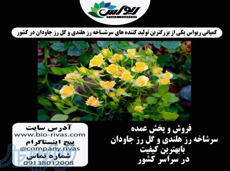 فروش ویژه گل رز خوشه ای در سراسر کشور 