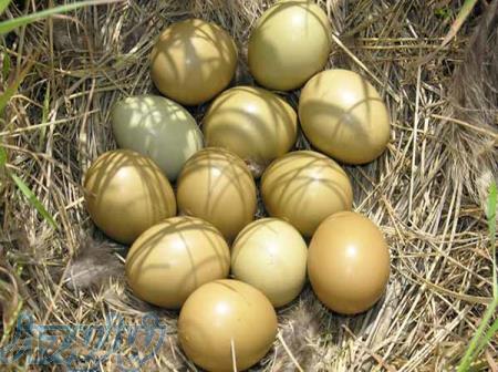 فروش تخم قرقاول 