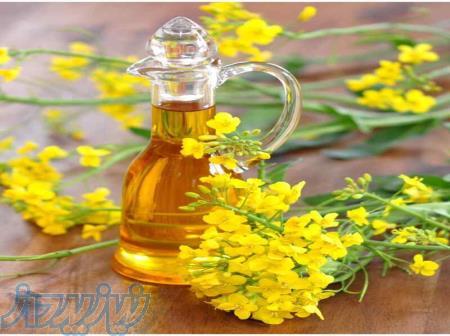 روغن کلزا ( کانولا ) به صورت ظرفی و فله 