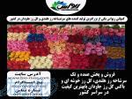فروش ویژه گل رز هلندی با بهترین قیمت 