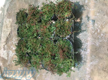 چمن فرانکینیا چمن کم آب