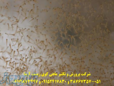 فروش لارو و بچه ماهی کوی در مزرعه پرورش ماهی شرکت دانش بنیان زیست آزما