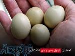 فروش تخم قرقاول 