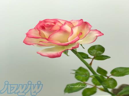 دوره ی آموزش گل رز 