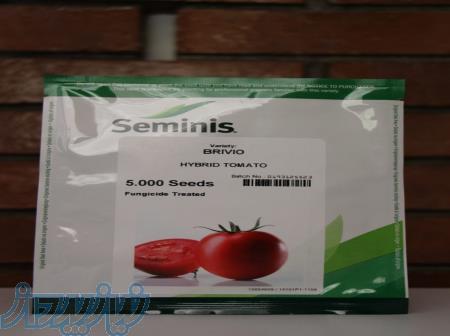 فروش بذر گوجه فرنگی بریویو