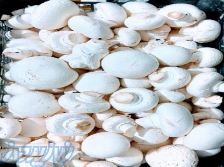 مزرعه تولید و پرورش قارچ دکمه ای 