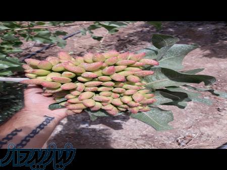 باغ پسته از ۶۵۰ تا ۲۰۰۰ متری با درختان ۳۰ ساله و مثمرثمر و امکانات کامل 