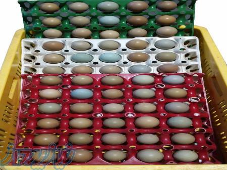 تخم نطفه دار و خوراکی قرقاول