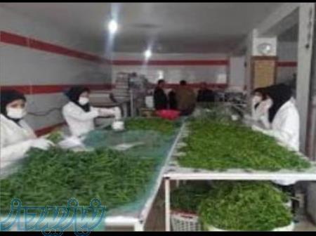 فروش سبزی آماده،سبزی خشک ، سبزی خورشتی،سبزی آش،سبزی دلمه 