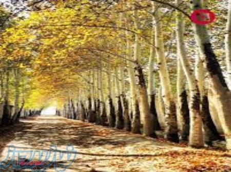 فروش زمین ، باغ ، باغچه در شهریار اقساطی به صورت 9 قسط هر 2 ماه  دارای نمونه کار و رضایت مشتریان 