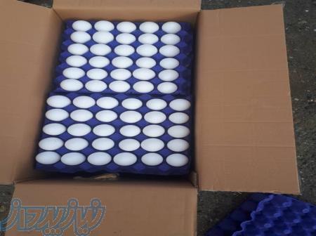 تخم مرغ صادراتی 