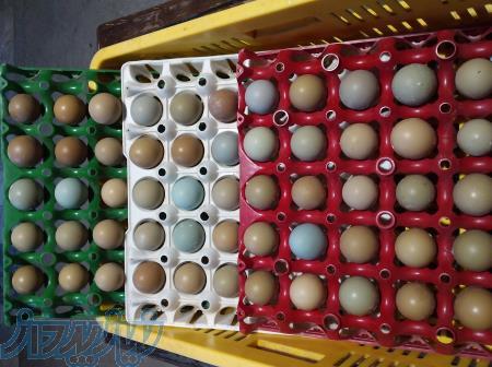 فروش تخم انواع پرندگان