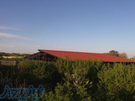 شیرانی پارسه 