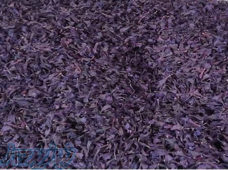 گل گاوزبان و آویشن باغی 