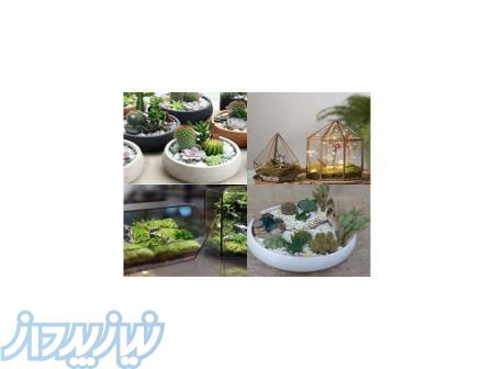 گل و گلدان طبیعی (کاکتوس-دیش گاردن-تراریوم) 