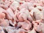 اولین تولیدکننده مرغ بدون آنتی بیوتیک کشور - رضوان 