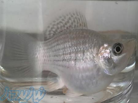 ماهی مولی - بالن(مولد) 