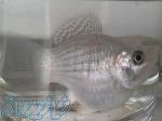 ماهی مولی - بالن(مولد) 