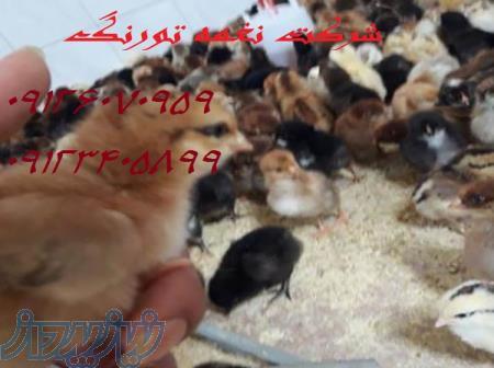 فروش جوجه بومی ومحلی دورگه - طیور 