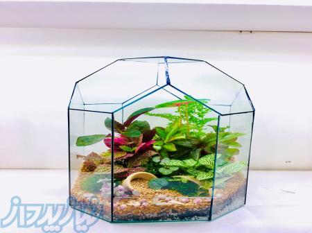 تراريوم هاي زيبا و خاص 