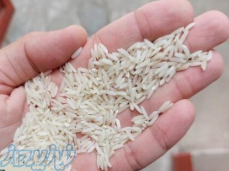 فروش برنج ایرانی فوق اعلاء هاشمی درجه 1 با قیمتی باور نکردنی 