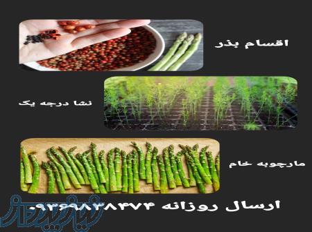 فروش روزانه مارچوبه خام 