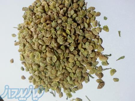 فروش بذر اسپرس