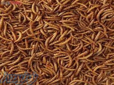 کرم میل ورم 