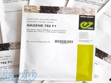 بذر خیار گلخانه‌ای کیهان 