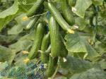 بذر خیار گلخانه ای کیهان 
