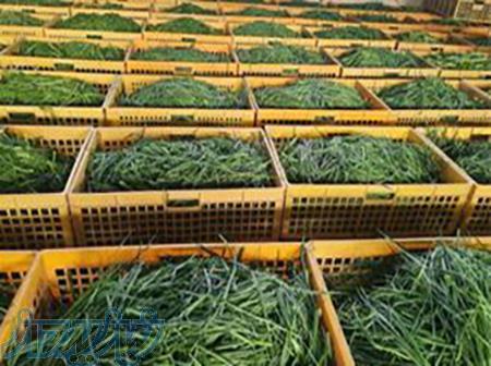 پخش عمده سبزیجات درجه یک پاک شده، شسته شده و ضدعفونی شده 