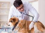 درمان بیماری های عفونی سگ و گربه 