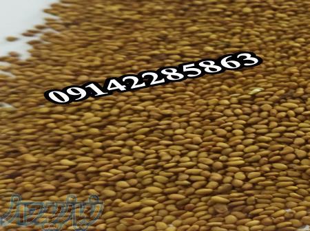 خرید و فروش بذر یونجه پایه بلند 