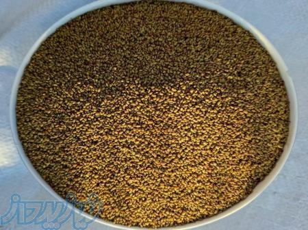 تولید و عرضه انواع بذر یونجه آبی و دیمی