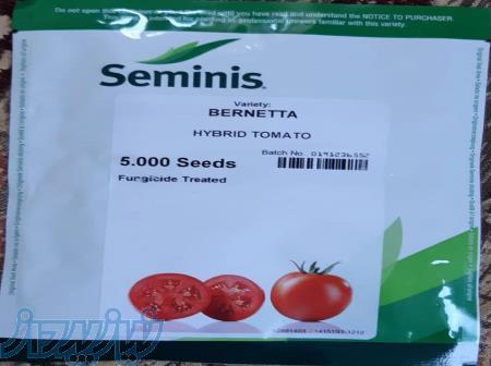 بذر گوجه بریویو