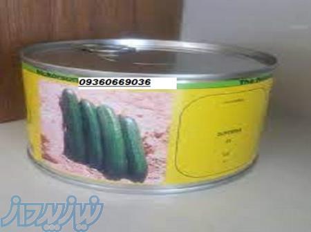 بذر خیار سوپرینا 