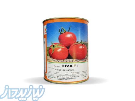 بذر گوجه تیوا