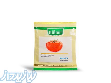 بذر گوجه تروی تایلندی