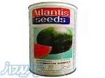بذر هندوانه اتلانتیس 