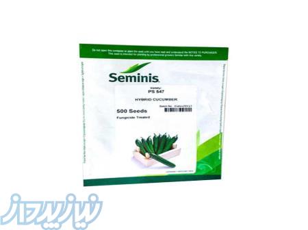 بذر خیار پی اس 547 