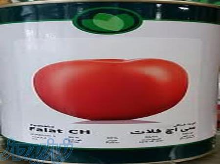 بذر گوجه فرنگی سی اچ 