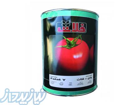 بذر گوجه فرنگی وای 